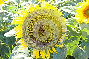 Yellow sunflowers and sunflower seeds on a white background