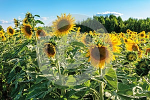 yellow sunflowers on a sunny day against the blue sky