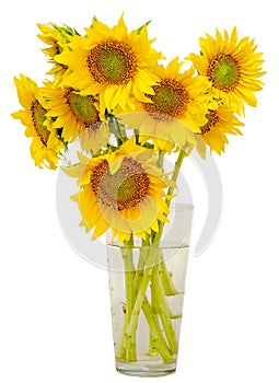 Yellow sunflowers in a transparent vase, close up, isolated, cutout