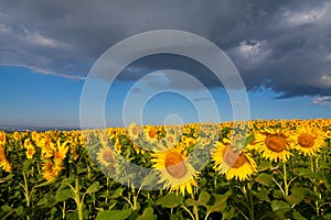 Yellow sunflowers under blue sky in Ukraine