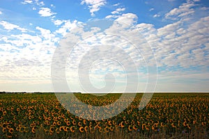 Yellow sunflowers under blue sky with white clouds.