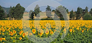 Yellow sunflowers. Wonderful rural landscape of sunflower field in sunny day