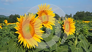 Yellow sunflowers. Wonderful rural landscape of sunflower field in sunny day