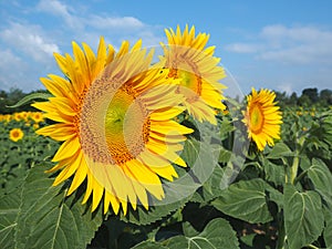 Yellow sunflowers. Wonderful rural landscape of sunflower field in sunny day