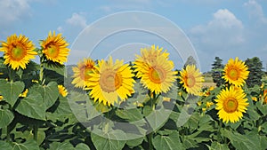 Yellow sunflowers. Wonderful rural landscape of sunflower field in sunny day