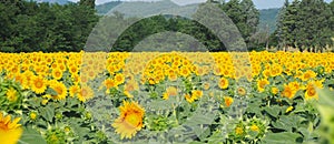 Yellow sunflowers. Wonderful rural landscape of sunflower field in sunny day