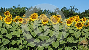 Yellow sunflowers. Wonderful rural landscape of sunflower field in sunny day