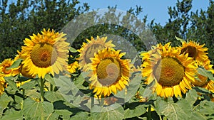 Yellow sunflowers. Wonderful rural landscape of sunflower field in sunny day