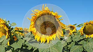 Yellow sunflowers. Wonderful rural landscape of sunflower field in sunny day