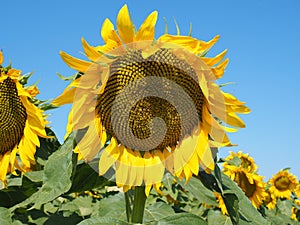 Yellow sunflowers. Wonderful rural landscape of sunflower field in sunny day