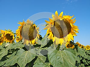 Yellow sunflowers. Wonderful rural landscape of sunflower field in sunny day