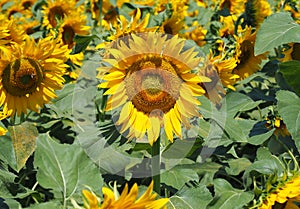 Yellow sunflowers. Wonderful rural landscape of sunflower field in sunny day