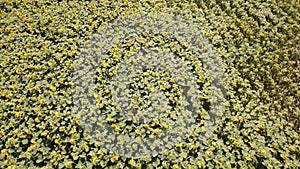 Yellow sunflowers. Wonderful rural landscape of sunflower field in sunny day. Drone aerial view