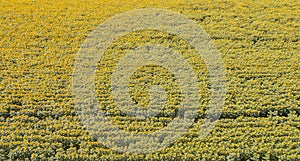 Yellow sunflowers. Wonderful rural landscape of sunflower field in sunny day. Drone aerial view