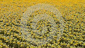 Yellow sunflowers. Wonderful rural landscape of sunflower field in sunny day. Drone aerial view