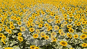 Yellow sunflowers. Wonderful rural landscape of sunflower field in sunny day. Drone aerial view