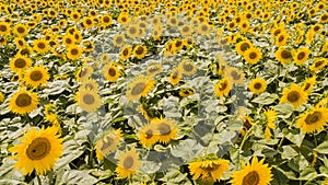 Yellow sunflowers. Wonderful rural landscape of sunflower field in sunny day. Drone aerial view