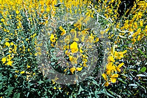 Yellow Sunhemp Crotalaria juncea flower in the field of garden