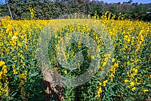 Yellow Sunhemp Crotalaria juncea flower in the field of garden