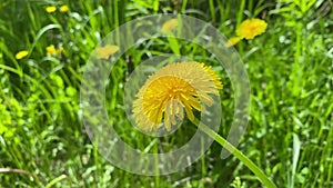 Yellow sunny dandelion in green grass close-up. Appeasement, summer background, space for text