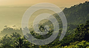 Yellow sunrise in forest and trees