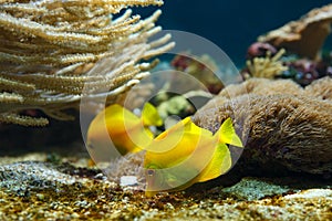 Yellow surgeons (Zebrasoma flavescens) in the water.