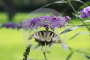 Yellow Swallow tail butterfly nectaring a lavendar flower