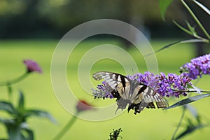 Yellow Swallow tail butterfly nectaring a lavendar flower photo