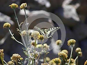 Yellow Swallowtail Butterfly