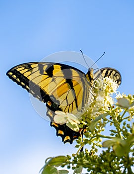 Yellow Swallowtail Butterfly against blue sky