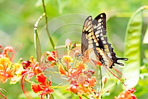 A yellow Swallowtail butterfly on colorful flowers