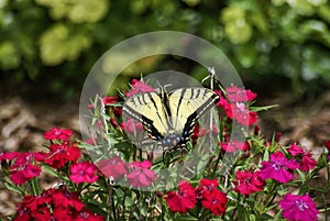 A yellow Swallowtail butterfly gathering necter from red flowers