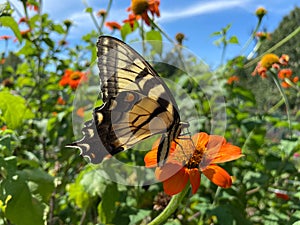 Yellow Swallowtail Butterfly on an orange Flower in a Green Garden in September