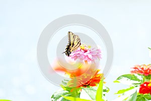 Yellow swallowtail butterfly on a pink blossom