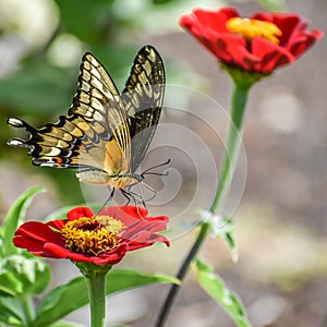 Yellow Swallowtail Butterfly on Red Zinnia Flower