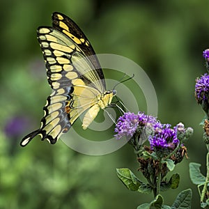 Yellow Swallowtail Butterfly