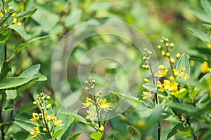 Yellow sweet clover blooming