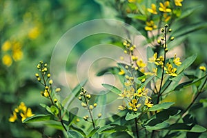 Yellow sweet clover blooming