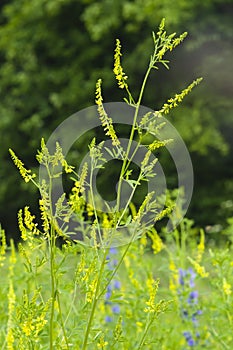 Yellow Sweet Clower or ribbed melitot, Melilotus officinalis, blooming in wild close-up with bokeh background