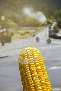 A yellow sweet corn cooked in boiling natural hot springs Furnas on the island of San Miguel, Portugal, Azores