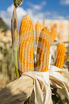 Yellow sweet corn field, harvesting season, dry summer outdoor day light