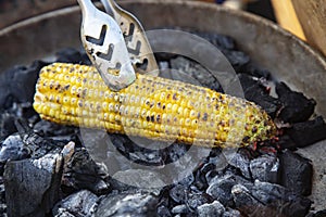 Yellow sweet corn roasted on fire from black carbons