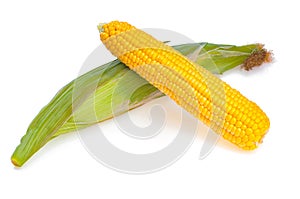 Yellow sweet ear of corn with another not peeled, isolated on white