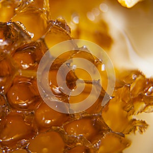 Yellow sweet honey in honeycombs bee