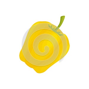Yellow sweet pepper close up. Vector illustration on white background.