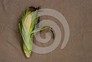 Yellow sweet raw corn with opened green leaves on a package on a textile background close-up