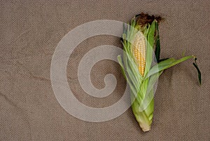 Yellow sweet raw corn with opened green leaves on a package on a textile background close-up