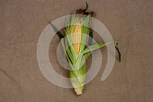 Yellow sweet raw corn with opened green leaves on a package on a textile background close-up