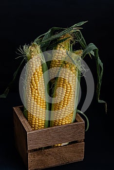 Yellow sweet raw corn in a wooden box on a black background close-up