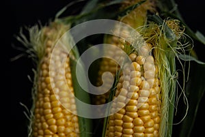 Yellow sweet raw corn in a wooden box on a black background close-up